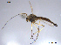  ( - XL584)  @11 [ ] CreativeCommons - Attribution Non-Commercial Share-Alike (2016) NTNU University Museum, Department of Natural History NTNU University Museum, Department of Natural History