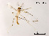  (Stenochironomus baishanzuensis - XL771)  @11 [ ] CreativeCommons - Attribution Non-Commercial Share-Alike (2019) Xiaolong Lin College of Life Sciences, Nankai University