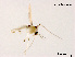  (Rheotanytarsus vallenduuki - XL794)  @12 [ ] CreativeCommons - Attribution Non-Commercial Share-Alike (2018) Xiaolong Lin College of Life Sciences, Nankai University