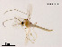  (Rheotanytarsus - XL801)  @13 [ ] CreativeCommons - Attribution Non-Commercial Share-Alike (2019) Xiaolong Lin College of Life Sciences, Nankai University