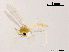  (Tanytarsus sp. 7XL - XL900)  @11 [ ] CreativeCommons - Attribution Non-Commercial Share-Alike (2018) Xiaolong Lin College of Life Sciences, Nankai University