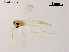  (Rheotanytarsus guoae - XL911)  @11 [ ] CreativeCommons - Attribution Non-Commercial Share-Alike (2018) Xiaolong Lin College of Life Sciences, Nankai University