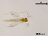  (Tanytarsus sp. 33XL - XL949)  @11 [ ] CreativeCommons - Attribution Non-Commercial Share-Alike (2019) Xiaolong Lin College of Life Sciences, Nankai University