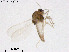  (Corynoneura reducta - ZJ253)  @11 [ ] CreativeCommons-Attribution Non-Commercial Share-Alike (2020) Xiaolong Lin Nankai University, College of Life Sciences