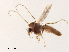  (Polypedilum harteni - ZJ3)  @13 [ ] CreativeCommons - Attribution Non-Commercial Share-Alike (2019) Xiaolong Lin College of Life Sciences, Nankai University