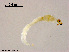  (Corynoneura sp. Yue - ZJ31)  @11 [ ] CreativeCommons - Attribution Non-Commercial Share-Alike (2018) Xiaolong Lin College of Life Sciences, Nankai University