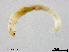  (Rheotanytarsus sp. 9XL - ZJ442)  @11 [ ] CreativeCommons-Attribution Non-Commercial Share-Alike (2020) Xiaolong Lin Nankai University, College of Life Sciences