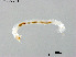  (Tanytarsus sp. 41XL - ZJ471)  @11 [ ] CreativeCommons-Attribution Non-Commercial Share-Alike (2020) Xiaolong Lin Nankai University, College of Life Sciences