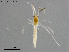  (Tanytarsus sp. 36XL - ZJ499)  @11 [ ] CreativeCommons-Attribution Non-Commercial Share-Alike (2020) Xiaolong Lin Nankai University, College of Life Sciences