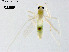 (Rheotanytarsus sp. 12XL - ZJ581)  @11 [ ] CreativeCommons-Attribution Non-Commercial Share-Alike (2020) Xiaolong Lin Nankai University, College of Life Sciences