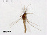  (Bryophaenocladius mucronatus - ZJ713)  @11 [ ] CreativeCommons-Attribution Non-Commercial Share-Alike (2020) Xiaolong Lin Nankai University, College of Life Sciences