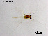  (Cladotanytarsus parvus - ZJ836)  @11 [ ] CreativeCommons-Attribution Non-Commercial Share-Alike (2020) Xiaolong Lin Nankai University, College of Life Sciences
