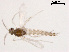  (Nilotanypus sp. 1XL - ZJ85)  @11 [ ] CreativeCommons - Attribution Non-Commercial Share-Alike (2019) Xiaolong Lin College of Life Sciences, Nankai University