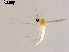  (Paratanytarsus sp. 2XL - ZJ88)  @11 [ ] CreativeCommons - Attribution Non-Commercial Share-Alike (2019) Xiaolong Lin College of Life Sciences, Nankai University