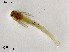  (Tanytarsus sp. 38XL - ZJ898)  @11 [ ] CreativeCommons-Attribution Non-Commercial Share-Alike (2020) Xiaolong Lin Nankai University, College of Life Sciences