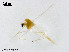  (Rheotanytarsus miaoae - ZJ966)  @11 [ ] CreativeCommons-Attribution Non-Commercial Share-Alike (2020) Xiaolong Lin Nankai University, College of Life Sciences