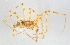  (Megalepthyphantes pseudocollinus - AKO_001578)  @14 [ ] CreativeCommons - Attribution Non-Commercial (2015) Marko Mutanen University of Oulu
