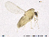  (Corynoneura sp. 16ES - CH-eik111)  @14 [ ] CreativeCommons - Attribution Non-Commercial Share-Alike (2013) NTNU Museum of Natural History and Archaeology NTNU Museum of Natural History and Archaeology
