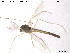  (Chironomus pseudomendax - CH-eik127)  @13 [ ] CreativeCommons - Attribution Non-Commercial Share-Alike (2013) NTNU Museum of Natural History and Archaeology NTNU Museum of Natural History and Archaeology