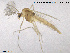  (Parametriocnemus stylatus - CH-eik130)  @13 [ ] CreativeCommons - Attribution Non-Commercial Share-Alike (2013) NTNU Museum of Natural History and Archaeology NTNU Museum of Natural History and Archaeology