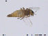  (Pseudosmittia albipennis - CH-eik31)  @13 [ ] CreativeCommons - Attribution Non-Commercial Share-Alike (2013) NTNU Museum of Natural History and Archaeology NTNU Museum of Natural History and Archaeology