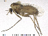  (Metriocnemus albolineatus - CH-eik59)  @14 [ ] CreativeCommons - Attribution Non-Commercial Share-Alike (2013) NTNU Museum of Natural History and Archaeology NTNU Museum of Natural History and Archaeology