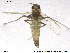  (Pseudosmittia forcipata - CH-eik66)  @13 [ ] CreativeCommons - Attribution Non-Commercial Share-Alike (2013) NTNU Museum of Natural History and Archaeology NTNU Museum of Natural History and Archaeology
