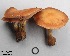  (Armillaria sinapina - MQ17070-QFB29578)  @11 [ ] Copyright (2017) Jacques Landry Mycoquebec