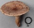  (Lactarius pseudoflexuosus - MQ17262-QFB29770)  @11 [ ] Copyright (2017) Jacques Landry Mycoquebec