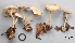  (Clitocybe sp. 4 - MQ17271-QFB29779)  @11 [ ] Copyright (2017) Jacques Landry Mycoquebec