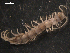  (Lithobius stygius - NMNHS-PES-00021)  @14 [ ] CreativeCommons - Attribution (2009) Unspecified Centre for Biodiversity Genomics