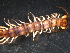  (Lithobius nigripalpis - PAVEL-0003)  @11 [ ] CreativeCommons - Attribution (2009) David Porco, Biodiversity Institute of Ontario 2010 Centre for Biodiversity Genomics