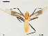  (Stenochironomus sp. 2XL - XJ192)  @11 [ ] CreativeCommons - Attribution Non-Commercial Share-Alike (2018) Xiaolong Lin NTNU University Museum, Department of Natural History