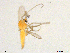  (Demicryptochironomus spatulatus - XJ245)  @11 [ ] CreativeCommons - Attribution Non-Commercial Share-Alike (2018) Xiaolong Lin NTNU University Museum, Department of Natural History