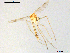  (Thienemannimyia sp. 3XL - XJ254)  @11 [ ] CreativeCommons - Attribution Non-Commercial Share-Alike (2018) Xiaolong Lin Department of Natural History, NTNU University Museum