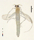  (Tanytarsus sp. 43XL - XJ7)  @11 [ ] CreativeCommons - Attribution Non-Commercial Share-Alike (2018) Xiaolong Lin NTNU University Museum, Department of Natural History