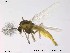  (Parakiefferiella smolandica - TRD-CH106)  @14 [ ] CreativeCommons - Attribution Non-Commercial Share-Alike (2014) NTNU University Museum, Department of Natural History NTNU University Museum, Department of Natural History