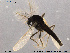  (Smittia paranudipennis - TRD-CH14)  @13 [ ] CreativeCommons - Attribution Non-Commercial Share-Alike (2013) NTNU Museum of Natural History and Archaeology NTNU Museum of Natural History and Archaeology