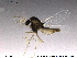  (Corynoneura sp. 17ES - TRD-CH15)  @13 [ ] CreativeCommons - Attribution Non-Commercial Share-Alike (2013) NTNU Museum of Natural History and Archaeology NTNU Museum of Natural History and Archaeology