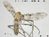  (Rheopelopia - TRD-CH179)  @13 [ ] CreativeCommons - Attribution Non-Commercial Share-Alike (2015) NTNU University Museum, Department of Natural History NTNU University Museum, Department of Natural History