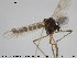  (Macropelopia - TRD-CH183)  @13 [ ] CreativeCommons - Attribution Non-Commercial Share-Alike (2015) NTNU University Museum, Department of Natural History NTNU University Museum, Department of Natural History