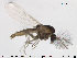  (Corynoneura gratias - TRD-CH211)  @12 [ ] CreativeCommons - Attribution Non-Commercial Share-Alike (2015) NTNU University Museum, Department of Natural History NTNU University Museum, Department of Natural History