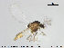  (Corynoneura lobata - TRD-CH212)  @14 [ ] CreativeCommons - Attribution Non-Commercial Share-Alike (2015) NTNU University Museum, Department of Natural History NTNU University Museum, Department of Natural History