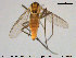  (Metriocnemus sp. 9ES - TRD-CH246)  @12 [ ] CreativeCommons - Attribution Non-Commercial Share-Alike (2015) NTNU University Museum, Department of Natural History NTNU University Museum, Department of Natural History