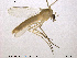  (Dicrotendipes lobiger - TRD-CH25)  @13 [ ] CreativeCommons - Attribution Non-Commercial Share-Alike (2013) NTNU Museum of Natural History and Archaeology NTNU Museum of Natural History and Archaeology