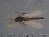  ( - TRD-CH254)  @13 [ ] CreativeCommons - Attribution Non-Commercial Share-Alike (2015) NTNU University Museum, Department of Natural History NTNU University Museum, Department of Natural History