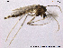  (Guttipelopia - TRD-CH32)  @13 [ ] CreativeCommons - Attribution Non-Commercial Share-Alike (2013) NTNU Museum of Natural History and Archaeology NTNU Museum of Natural History and Archaeology