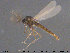  (Allocladius bothnicus - TRD-CH333)  @11 [ ] CreativeCommons - Attribution Non-Commercial Share-Alike (2015) NTNU University Museum, Department of Natural History NTNU University Museum, Department of Natural History