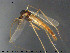  (Synendotendipes sp. 1ES - TRD-CH341)  @11 [ ] CreativeCommons - Attribution Non-Commercial Share-Alike (2015) NTNU University Museum, Department of Natural History NTNU University Museum, Department of Natural History