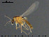 (Corynoneura sp. 19ES - TRD-CH353)  @11 [ ] CreativeCommons - Attribution Non-Commercial Share-Alike (2015) NTNU University Museum, Department of Natural History NTNU University Museum, Department of Natural History